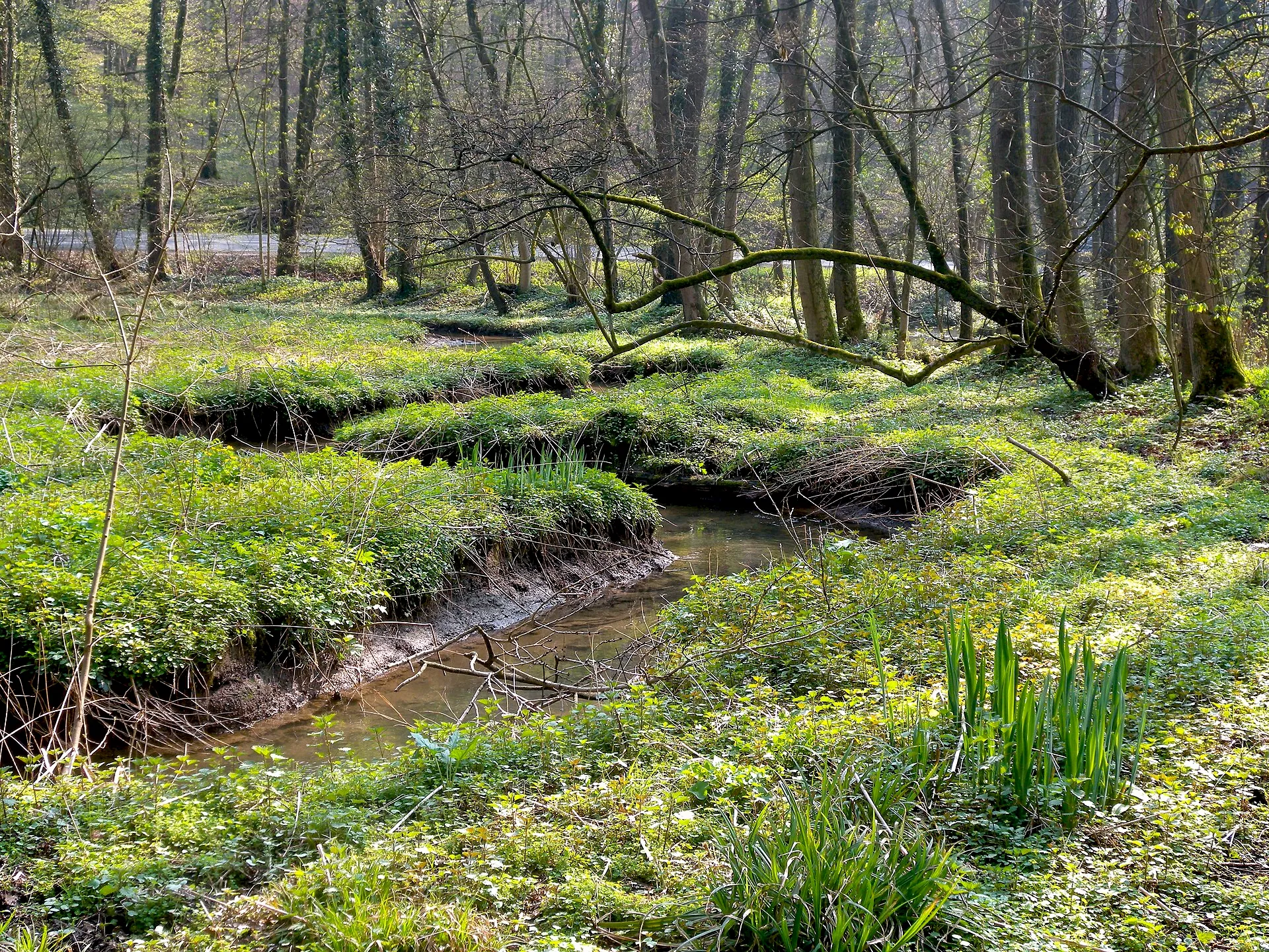 Der mäandrierende junge Strunder Bach (Strunde) im Frühjahr im Naturschutzgebiet „Strundetal“ nahe der Igeler Mühle zwischen Herrenstrunden und Dombach in Bergi