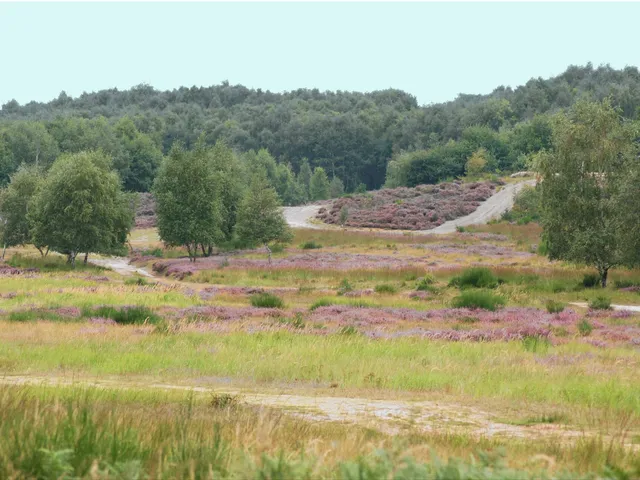 Wahner Heide