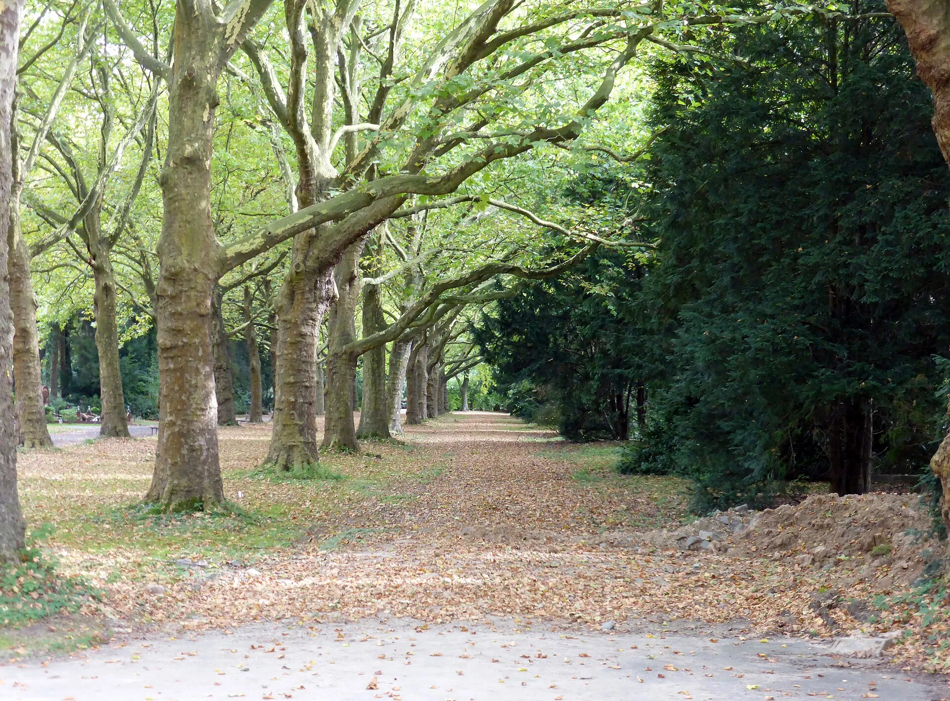 Westfriedhof (Köln) , Platanenallee.