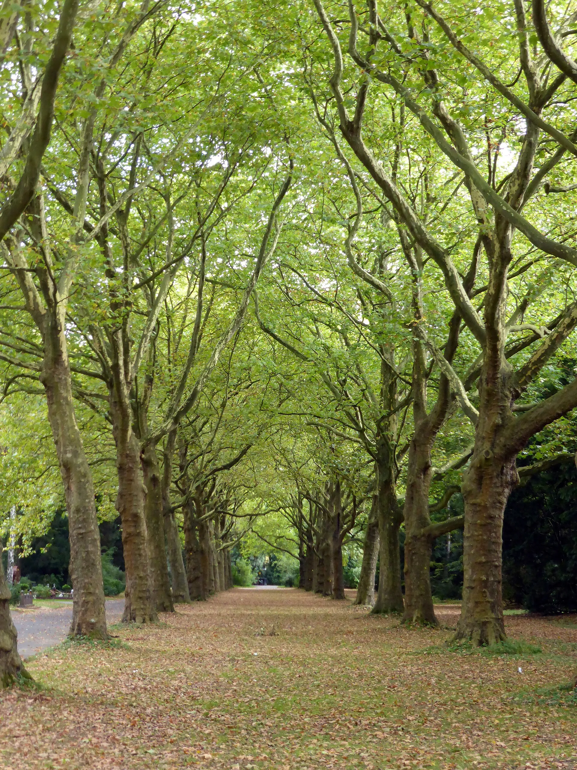 Westfriedhof (Köln) , Platanenallee.