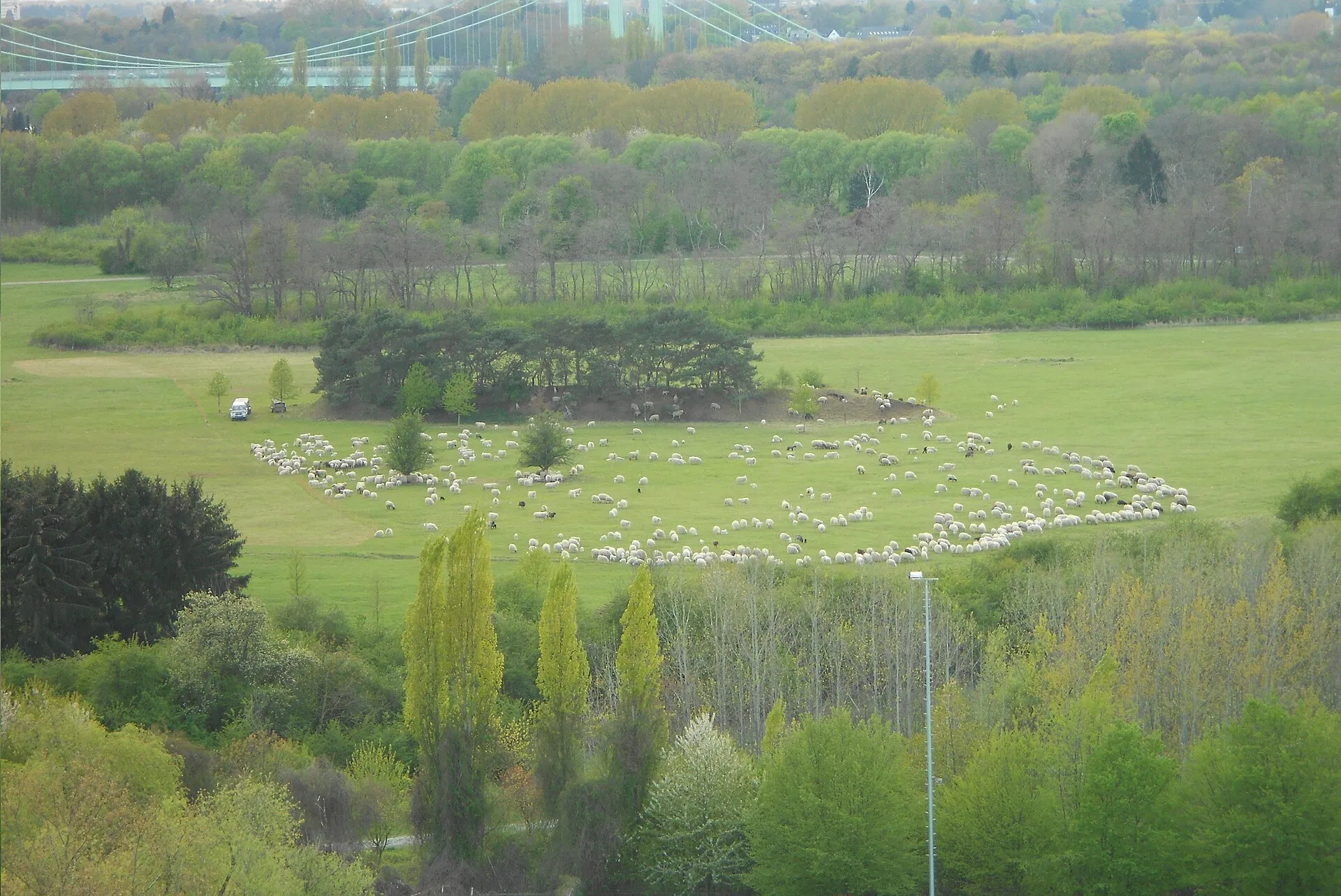 Das Foto zeigt eine Schafherde und seinen Hirten in der Westhovener Aue.