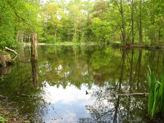 Bieselwald