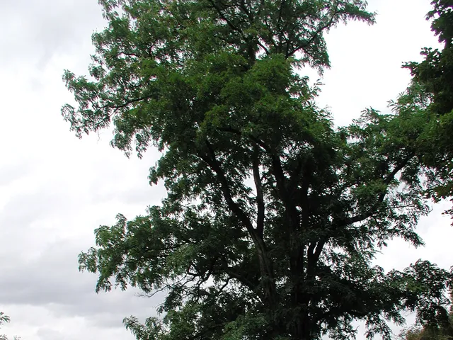 Merheimer Heide