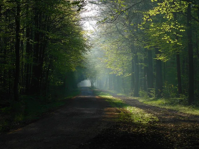 Naturschutzgebiet Königsforst