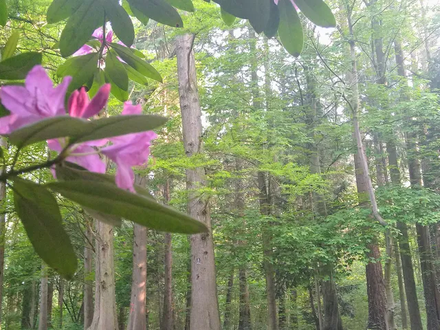 Waldbad Dünnwald